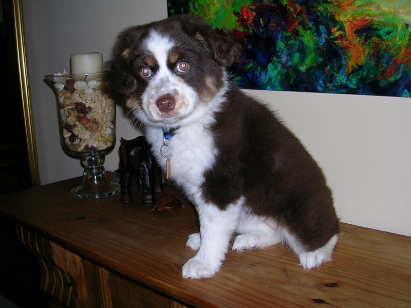 Pepper Puppy Picture Pepper Puppy Picture