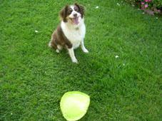 Pepper with frisbee Pepper with frisbee