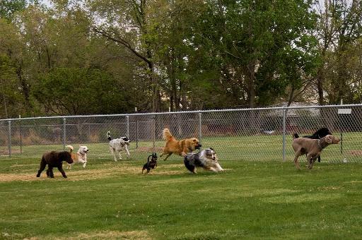 Dog Park