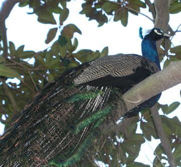 peacock.JPG