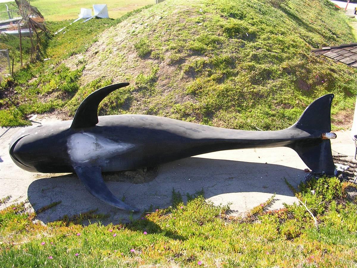 Bubbles the Whale